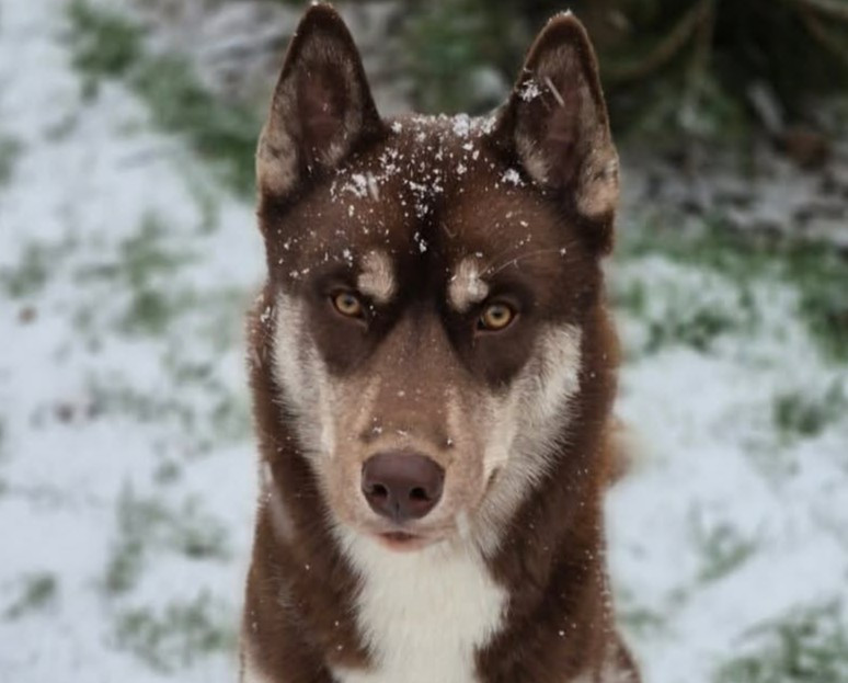 Alcateia Das Neves Amaguq