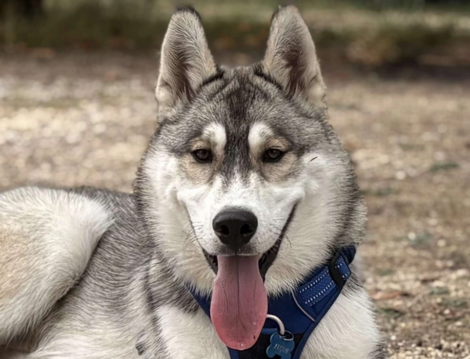 Alcateia Das Neves Aegon