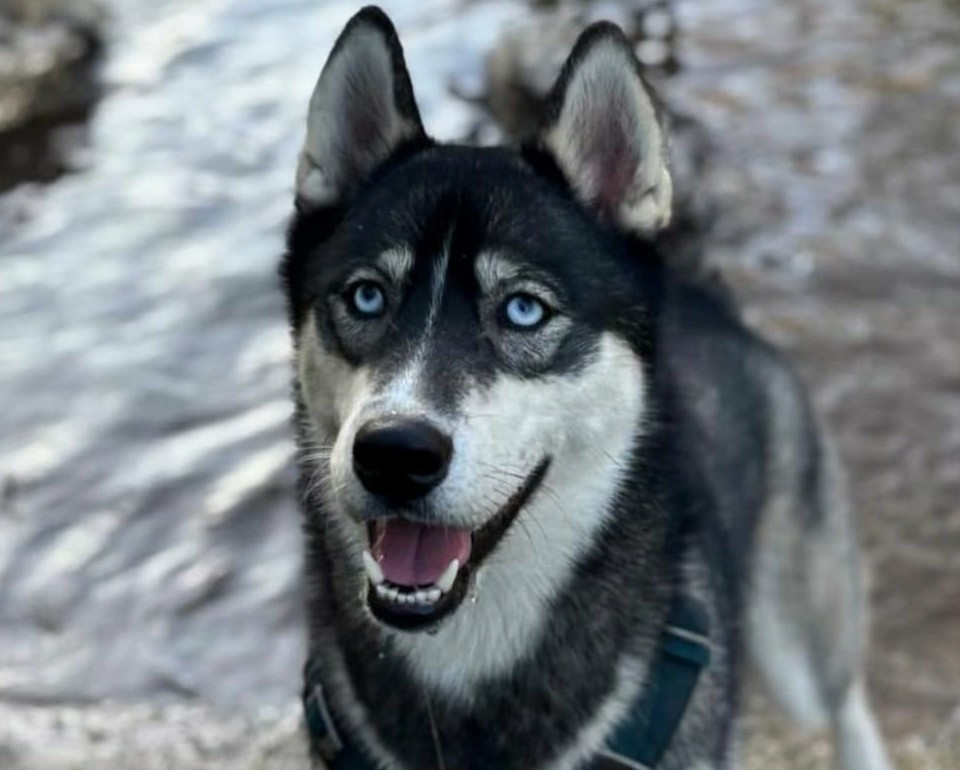 Alcateia Das Neves Vaya