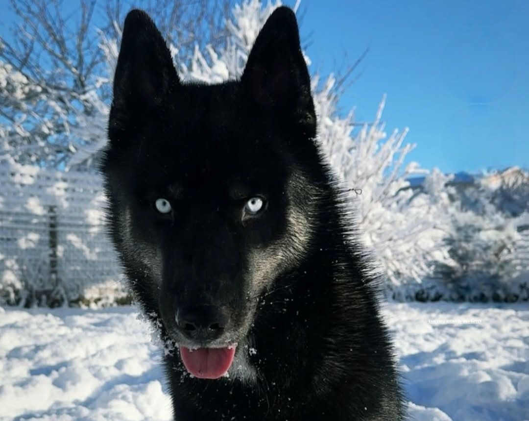 Alcateia Das Neves Ades