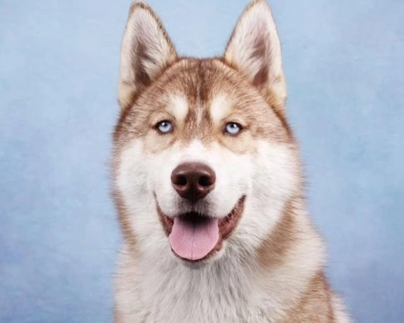 Alcateia Das Neves Amilton