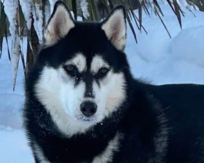 Alcateia Das Neves Ulcia