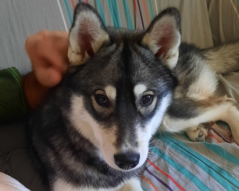 Alcateia Das Neves Aslan