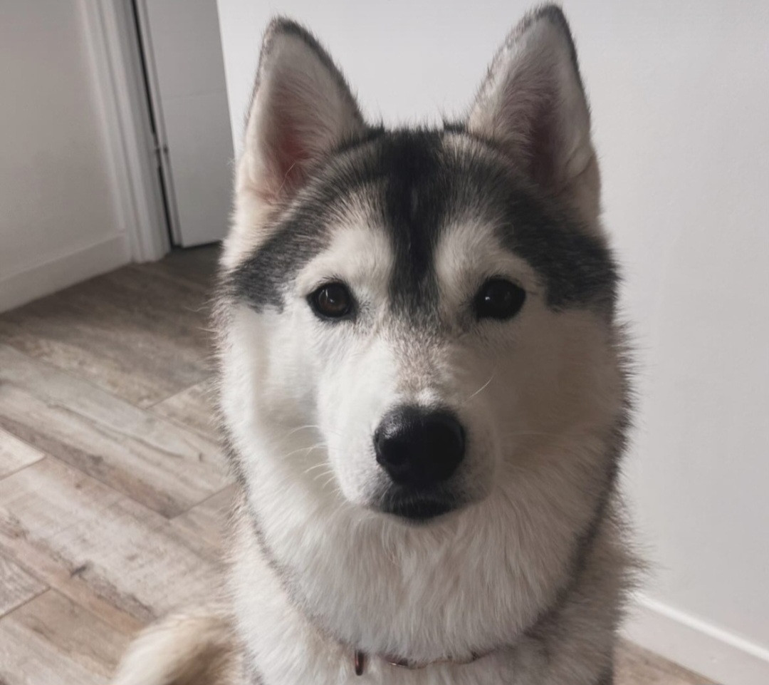 Alcateia Das Neves Uma