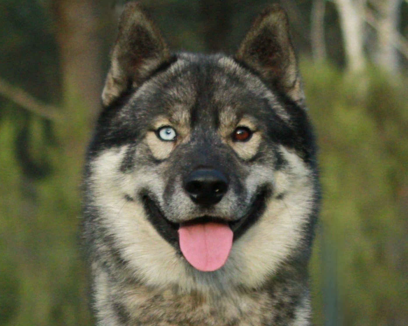 Alcateia Das Neves Uruk