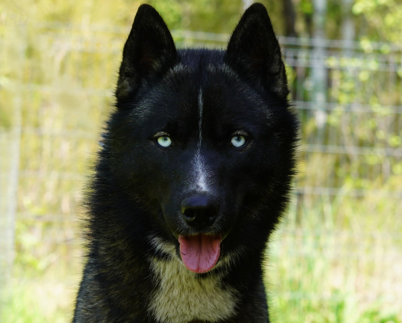 Alcateia Das Neves Astra