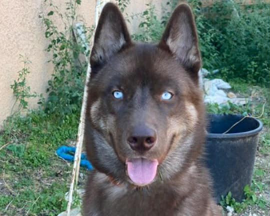 Alcateia Das Neves Alaska