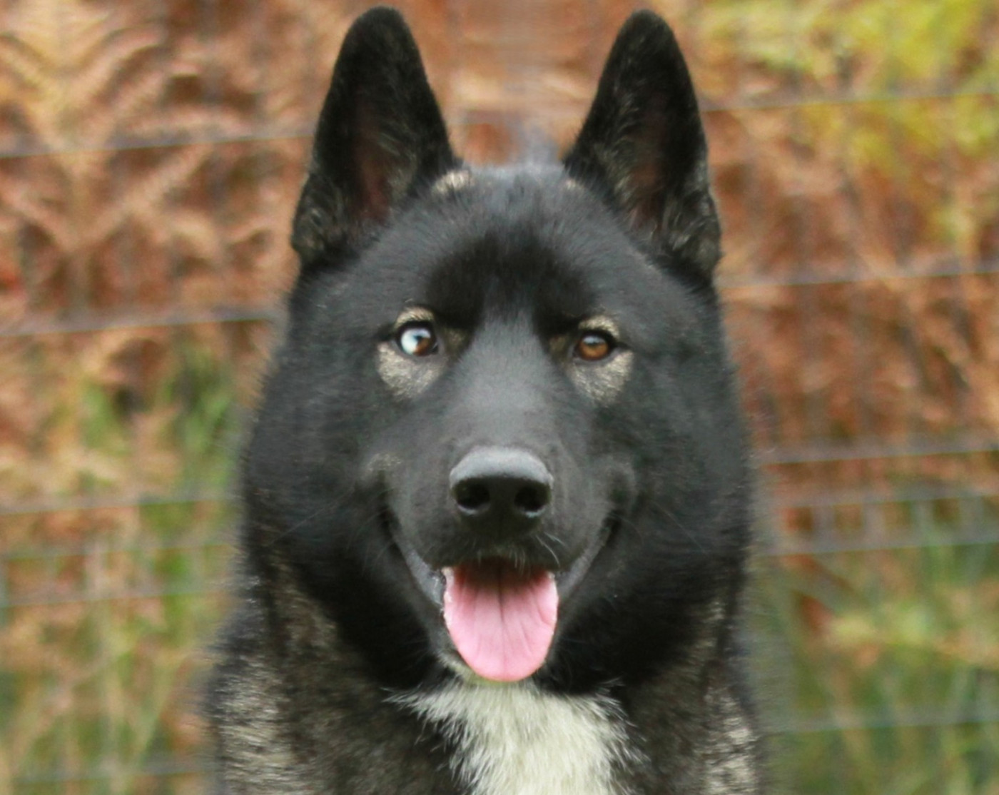 Alcateia Das Neves Anubis