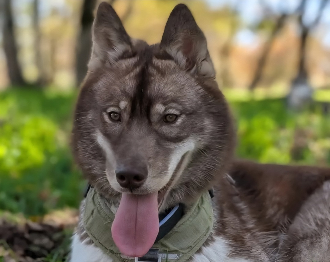 Alcateia Das Neves Ana