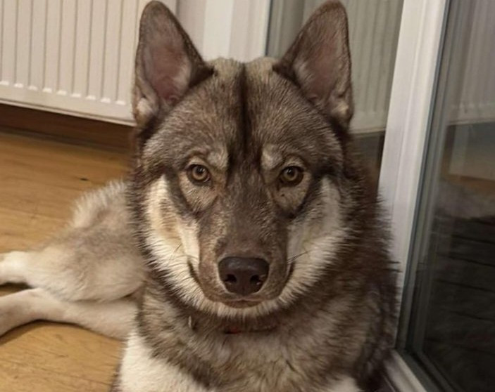 Alcateia Das Neves Akuma