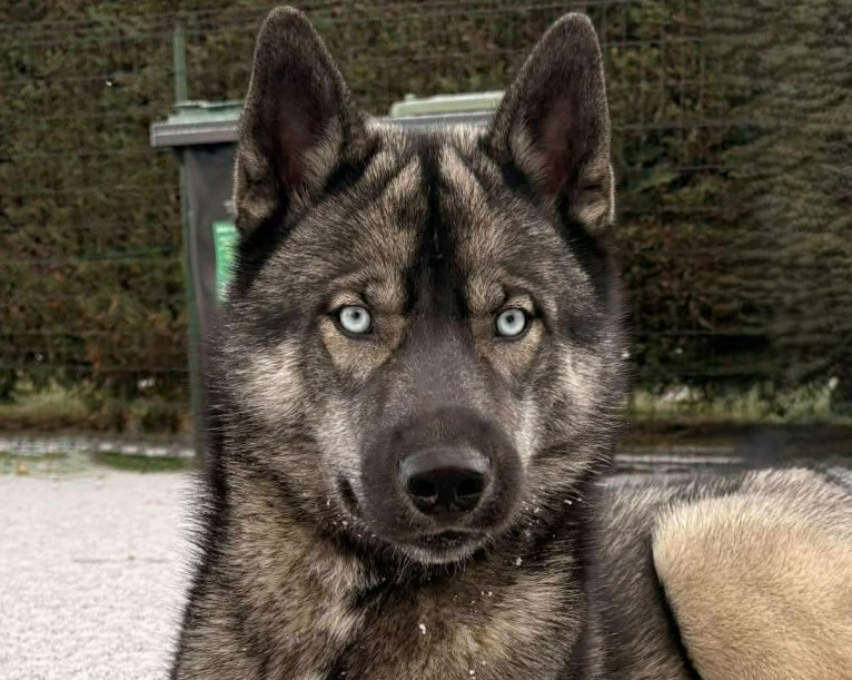 Alcateia Das Neves Ace