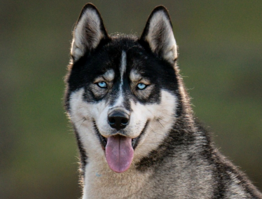 Alcateia Das Neves Usopp