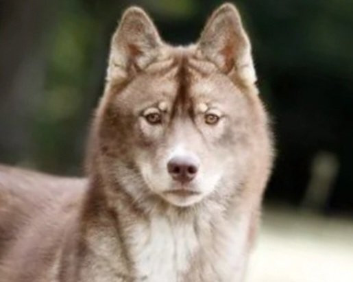 Alcateia Das Neves Ana