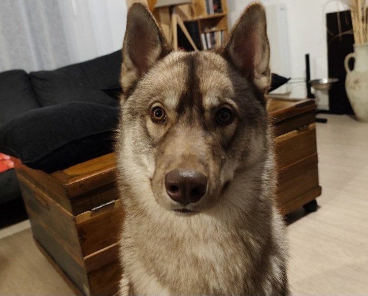 Alcateia Das Neves Amber