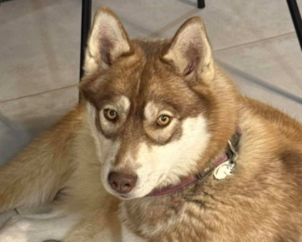 Alcateia Das Neves Ariel