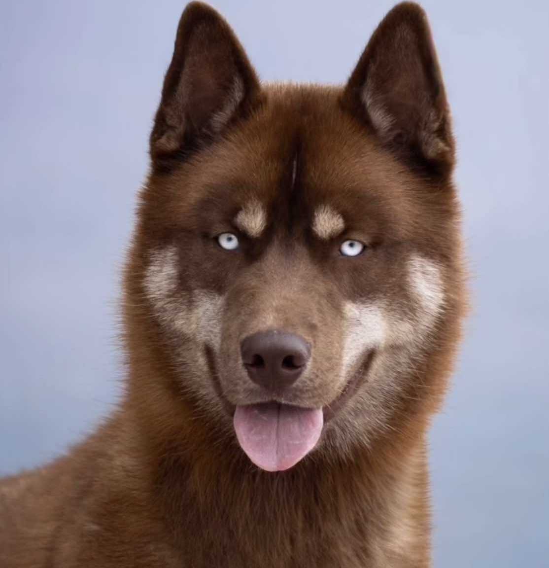 Alcateia Das Neves Alaska