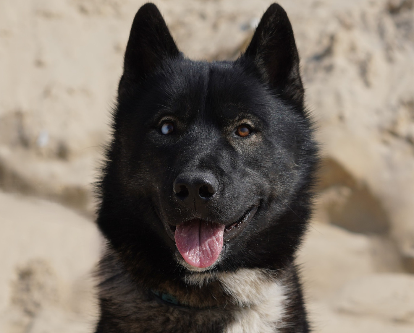 Alcateia Das Neves Anubis