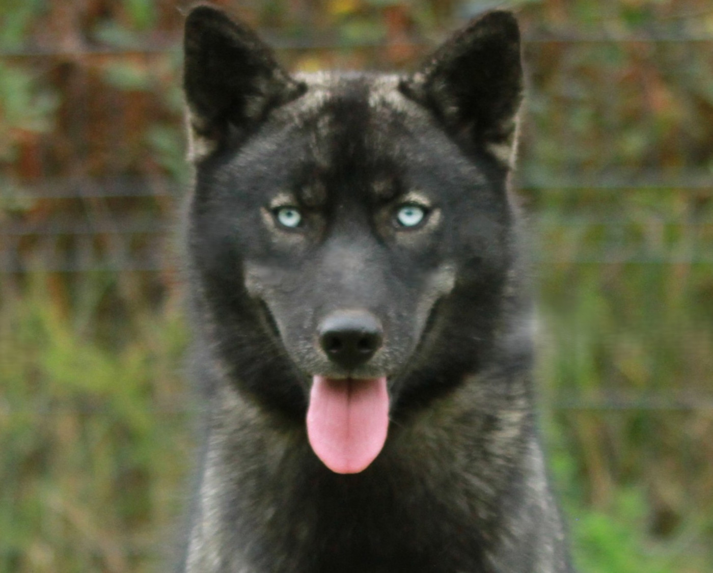 Alcateia Das Neves Aurora