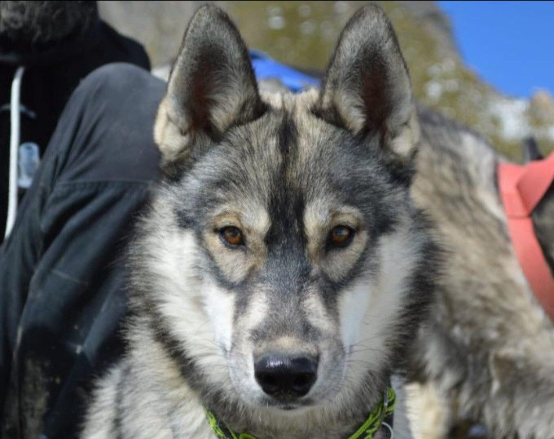 Alcateia Das Neves Alpha