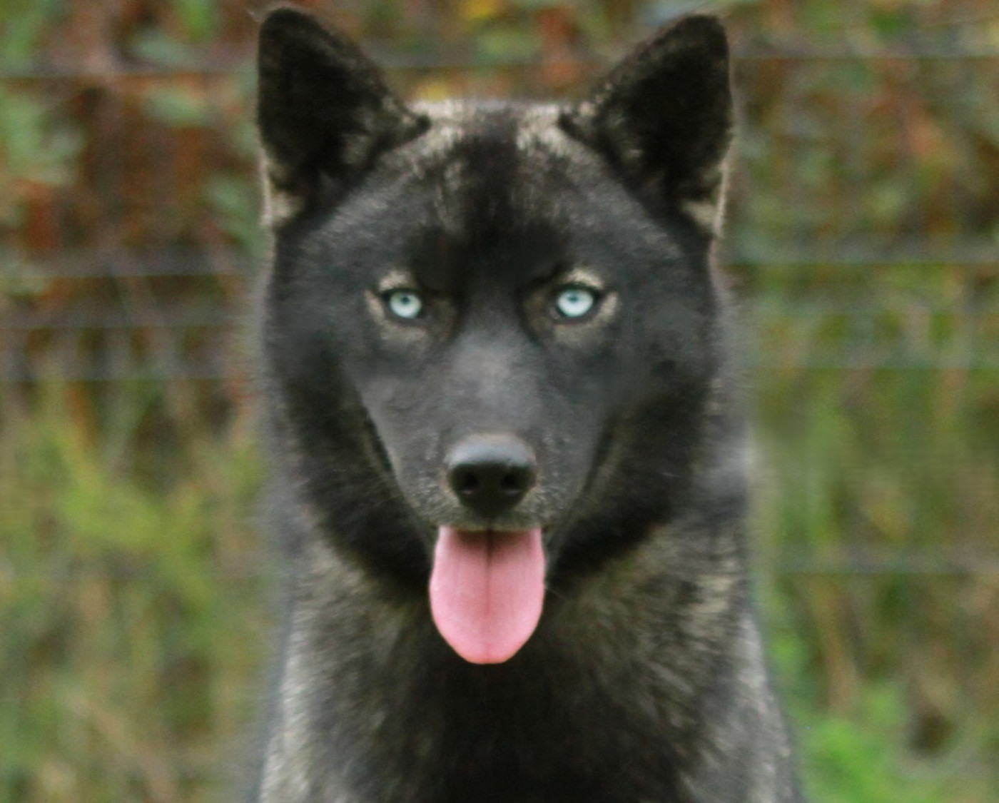 Alcateia Das Neves Aurora