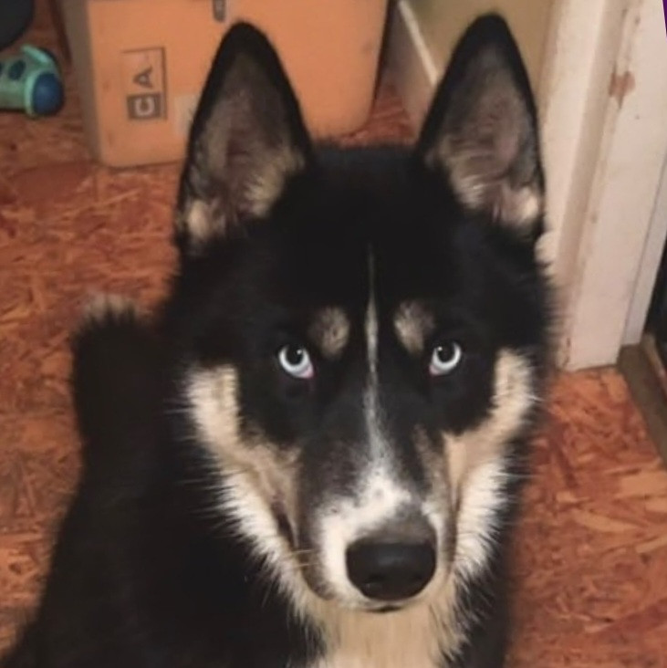 Alcateia Das Neves Azura