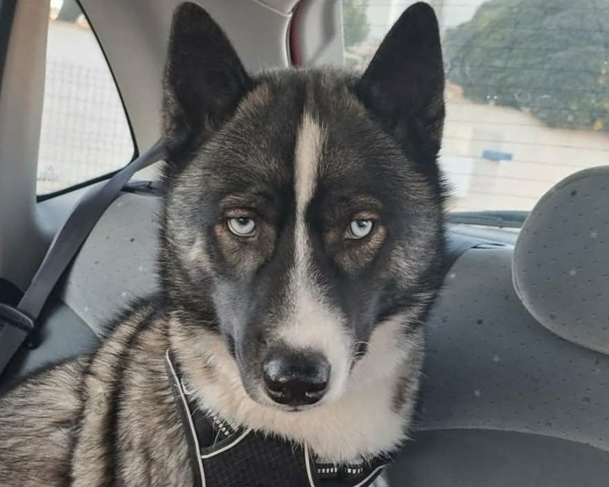 Alcateia Das Neves Arrow