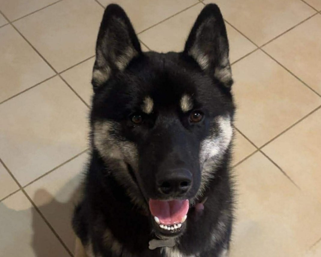 Alcateia Das Neves Altair