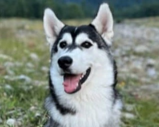 Alcateia Das Neves Arkan