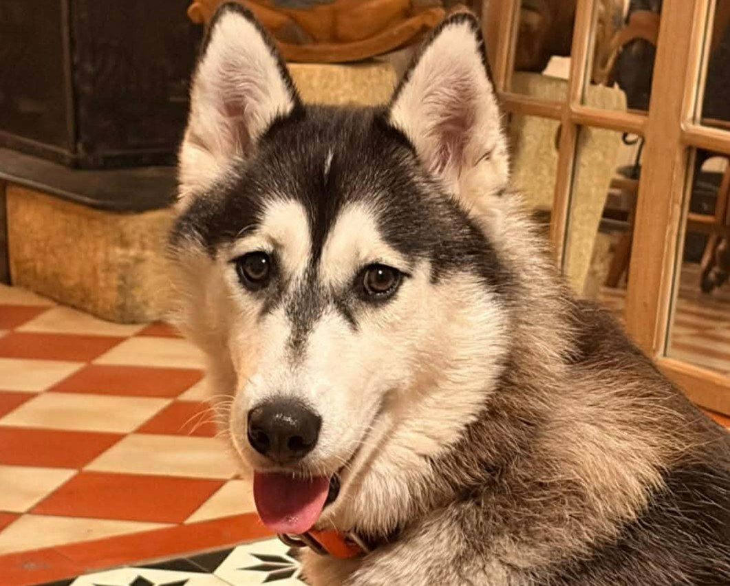 Alcateia Das Neves Appy