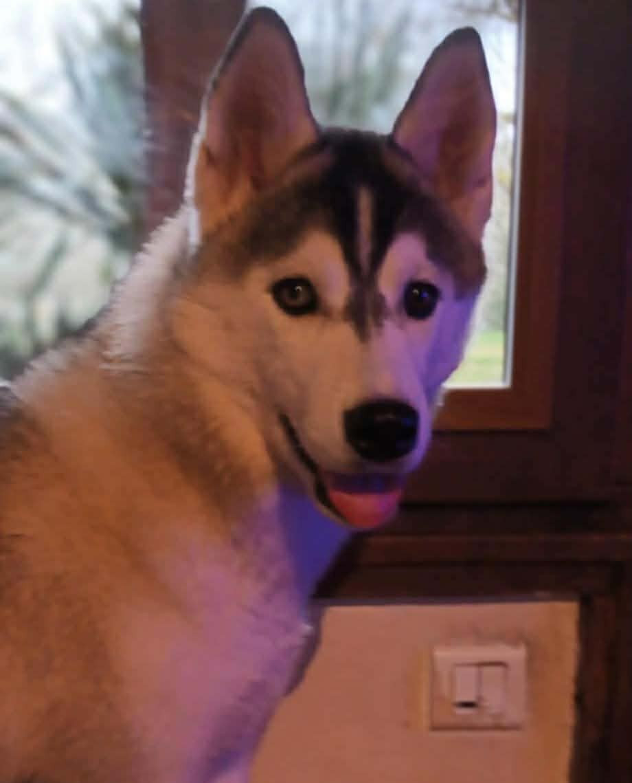 Alcateia Das Neves Ayame