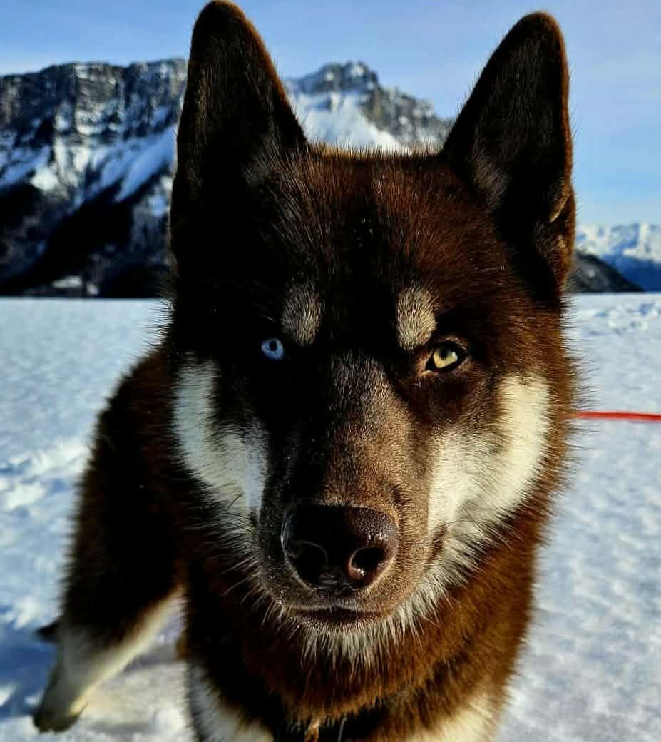 Alcateia Das Neves Alta