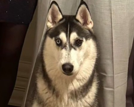 Alcateia Das Neves Akira