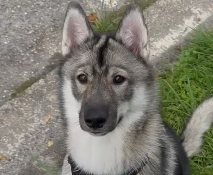 Alcateia Das Neves Aika