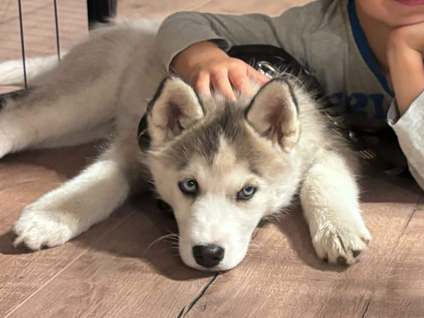 Alcateia Das Neves Aikan