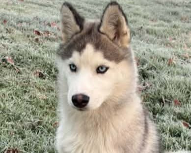 Alcateia Das Neves Aska