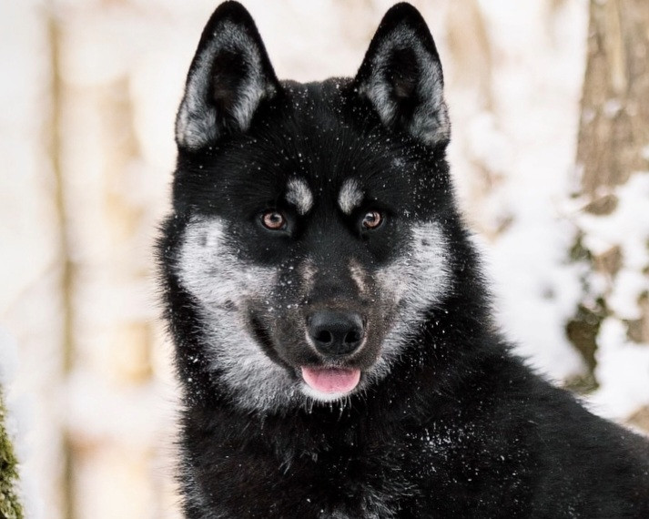 Alcateia Das Neves A'raijin