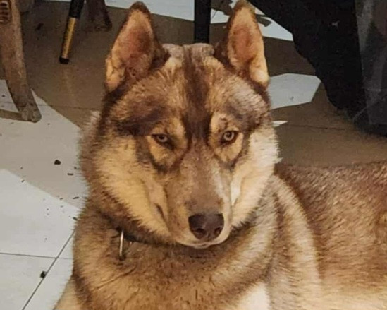 Alcateia Das Neves Arthas