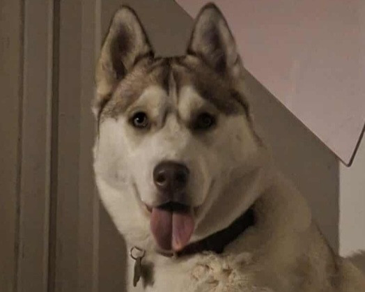 Alcateia Das Neves Aria