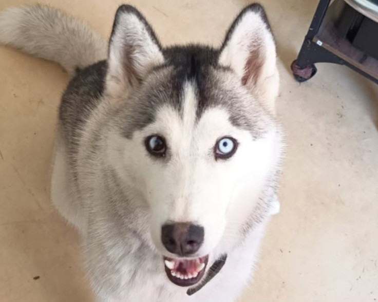 Alcateia Das Neves Aya