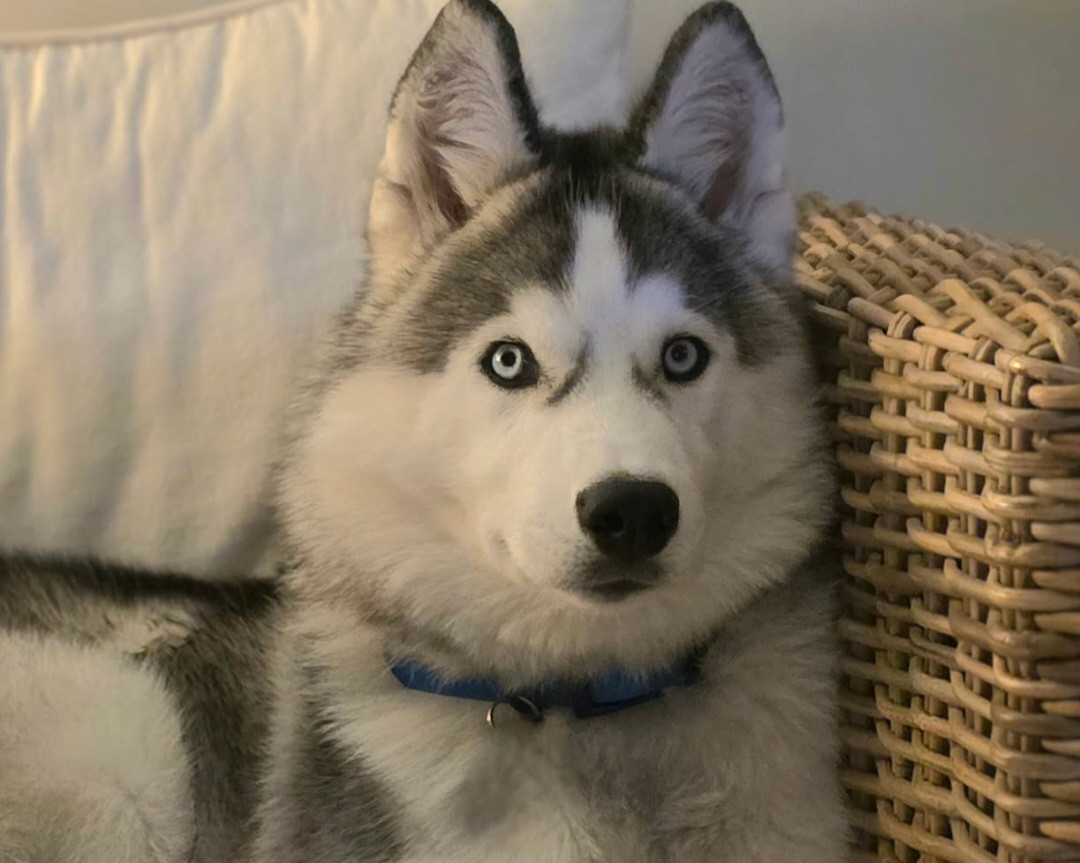 Alcateia Das Neves Aikan