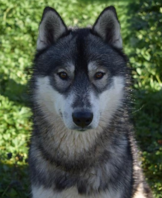 Alcateia Das Neves Aran