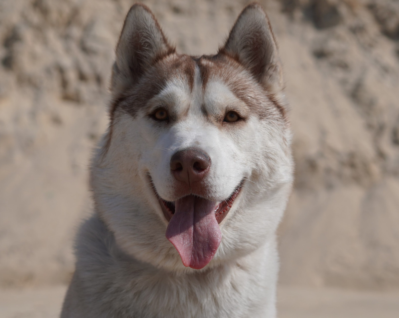 Alcateia Das Neves Aria