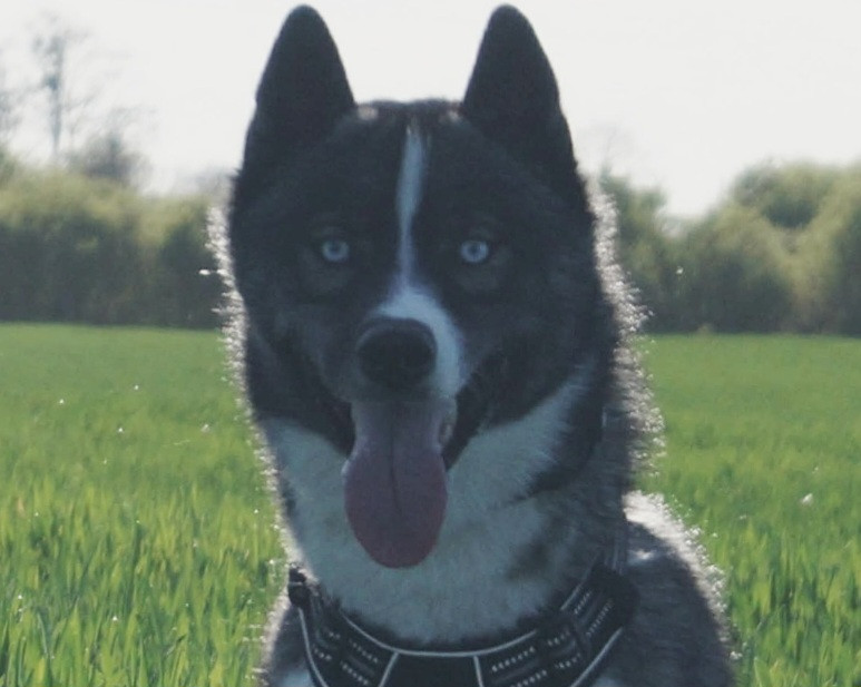 Alcateia Das Neves Arrow