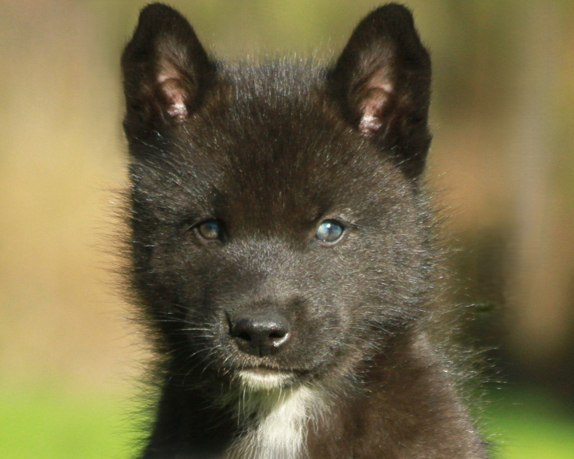 Alcateia Das Neves Amulette