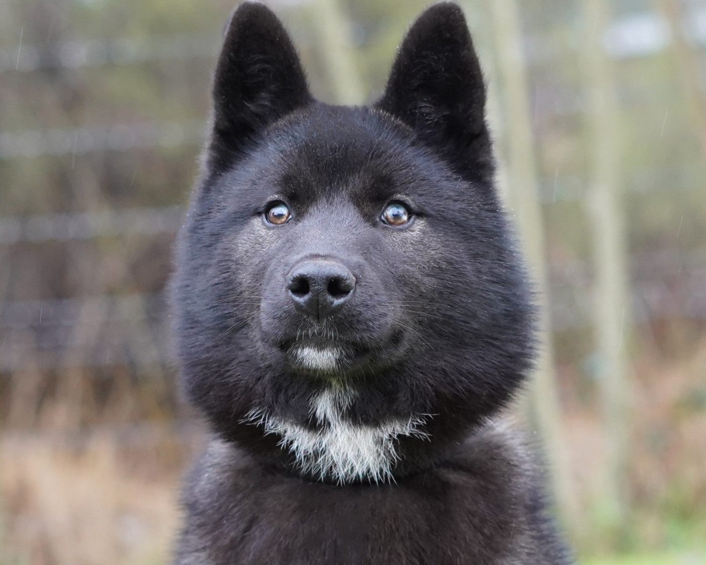 Alcateia Das Neves Amulette