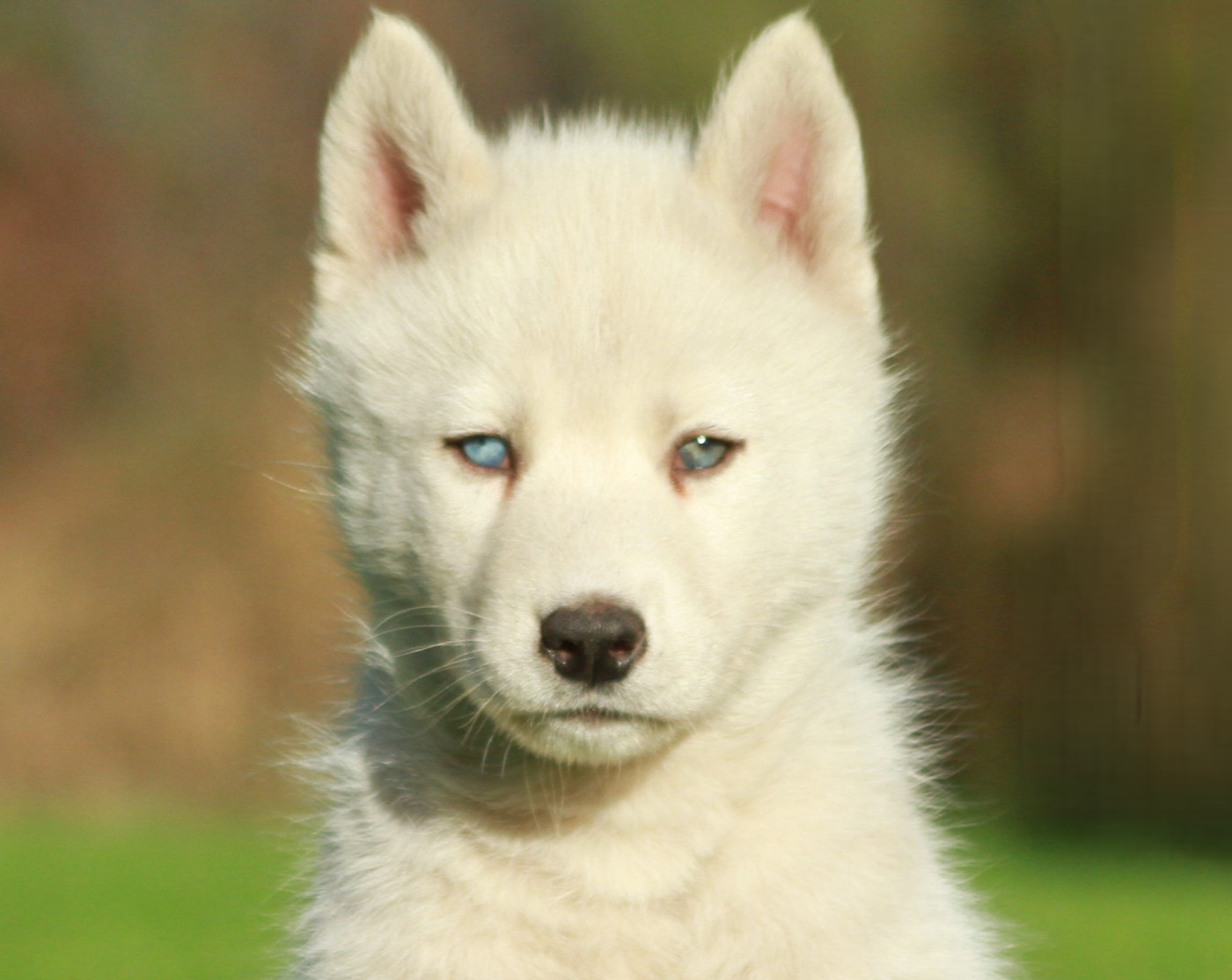 Alcateia Das Neves Attila