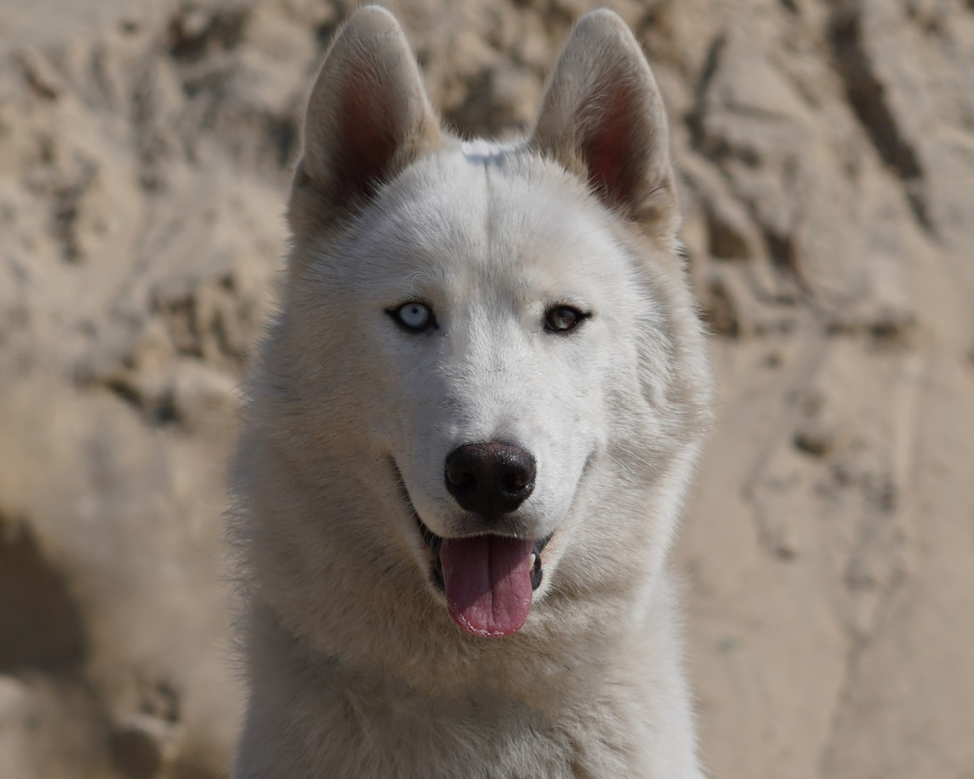 Alcateia Das Neves Attila
