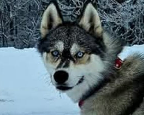 Alcateia Das Neves Alba