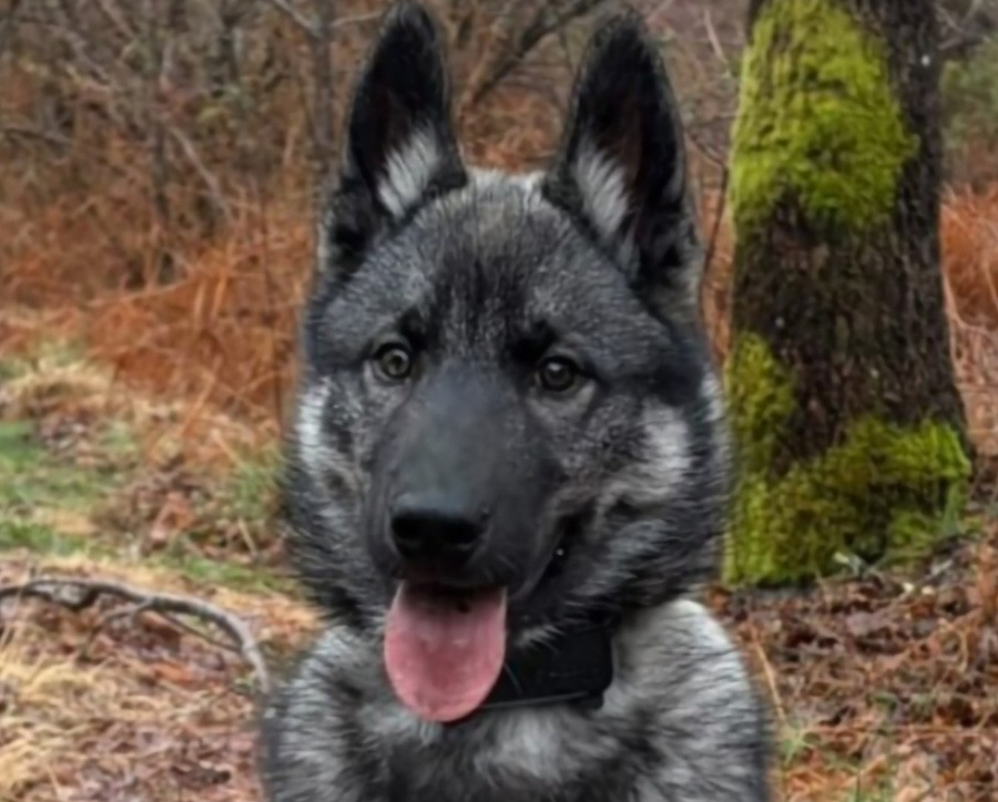 Alcateia Das Neves Avenor