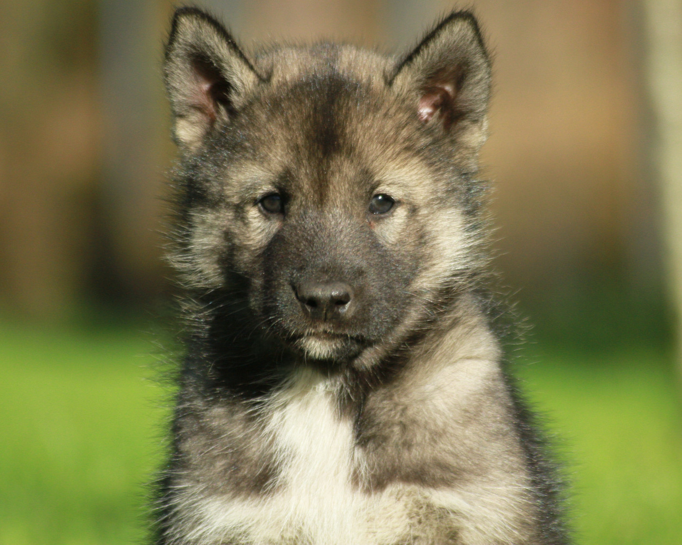 Alcateia Das Neves Akela